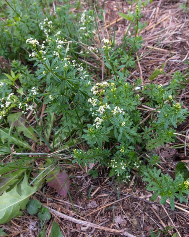 Galium mollugo subsp. erectum ?